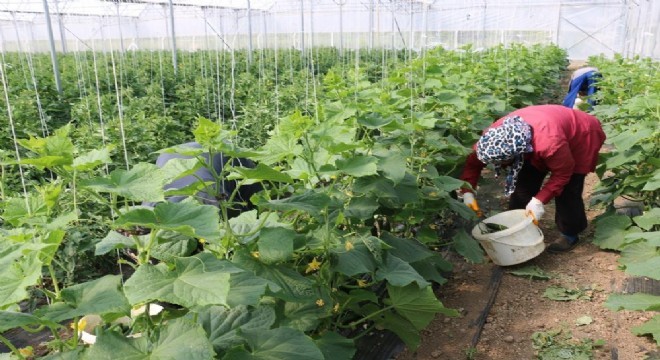 DAP BKİ den seracılık desteği