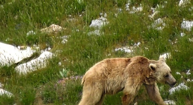 Doğu’da tabiat Kış uykusundan uyandı