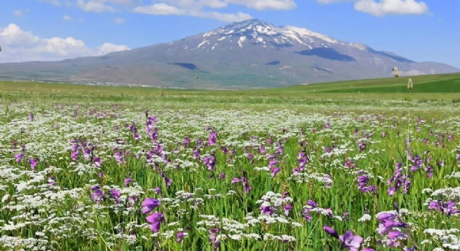 Süphan Dağı çiçeklerle bezendi