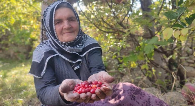 Uzundere’de kızılcık hasat vakti