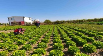 Bitkisel üretim bir önceki yıla göre azaldı