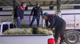 Hayvanlar aç kalmasın diye imdada yetiştiler